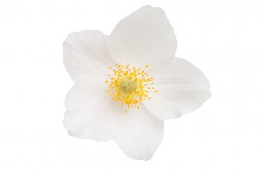 izole Karaca ot çiçek 