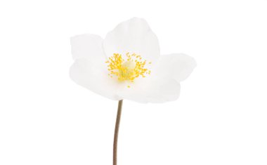 izole Karaca ot çiçek 