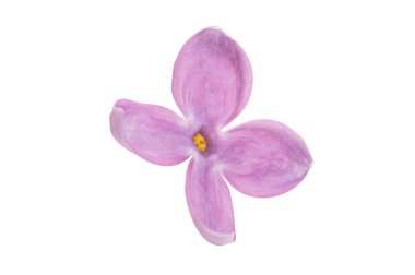 Eflatun çiçekler izole 