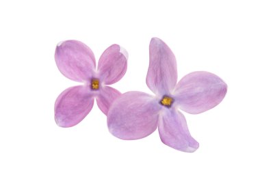 Eflatun çiçekler izole 