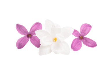 Eflatun çiçekler izole 