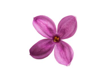 Eflatun çiçekler izole 