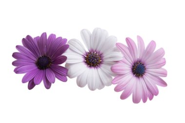 İzole Osteospermum 
