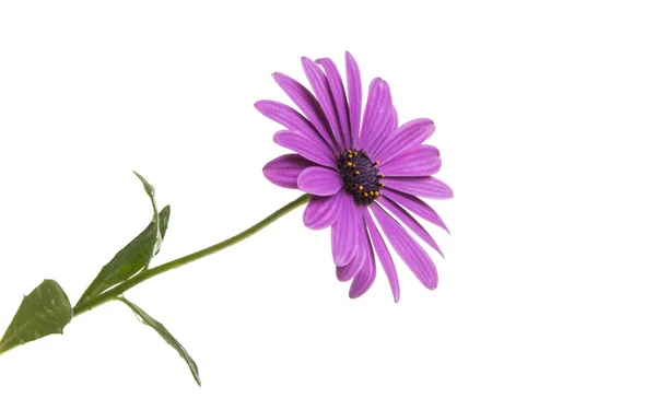 İzole Osteospermum çiçek — Stok fotoğraf