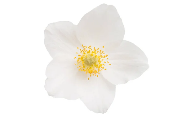 Ciemiernik kwiat na białym tle — Zdjęcie stockowe