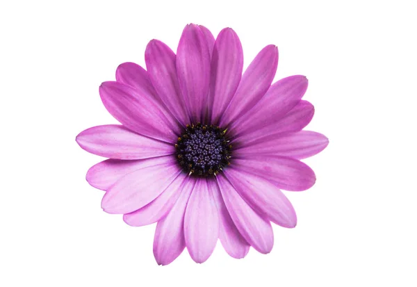 Osteospermum 隔离 — 图库照片