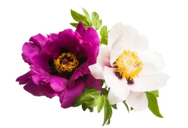 izole Şakayık çiçeği 