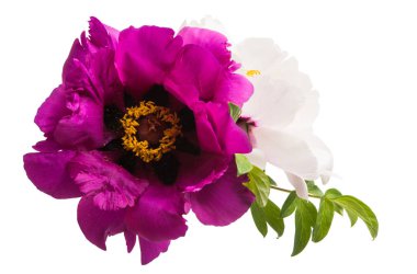 izole Şakayık çiçeği 