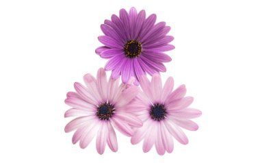 İzole Osteospermum 