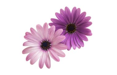 İzole Osteospermum 