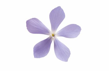 izole mavi çiçekler 