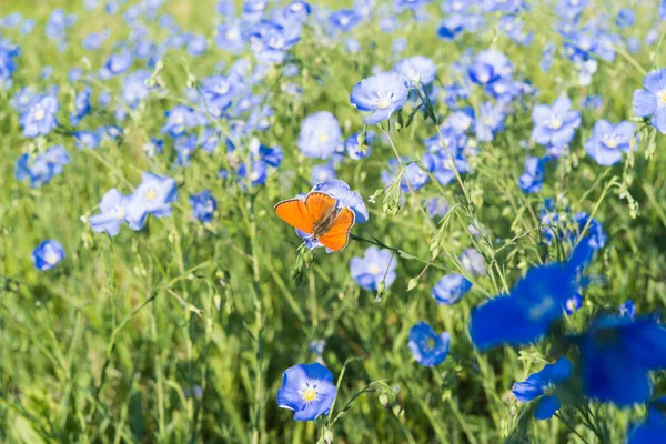 Lin fleurissant au printemps sur une prairie — Photo
