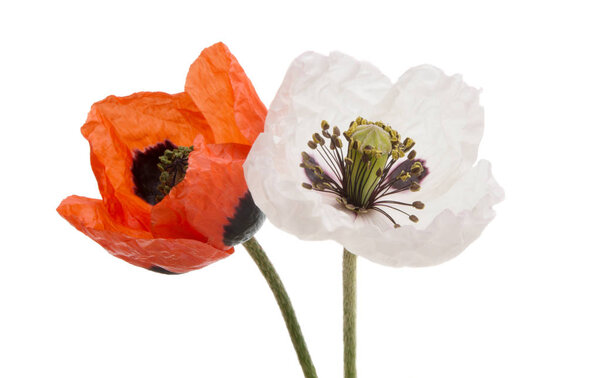 poppy flowers isolated 