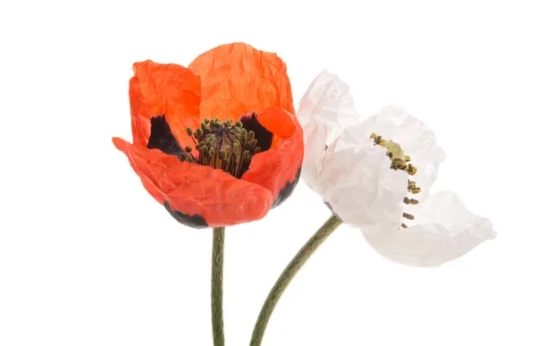 Poppy flowers isolated — Stock Photo, Image