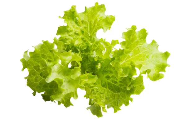 Lettuce leaves isolated — Stock Photo, Image