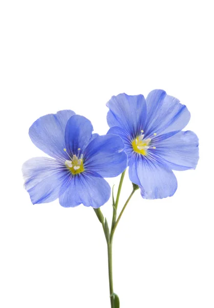 Flax flowers isolated — Stock Photo, Image