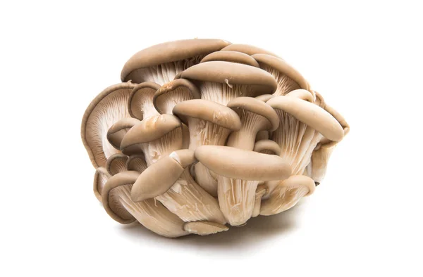 Funghi ostrica fungo — Foto Stock