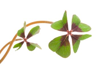 dört yapraklı yonca 