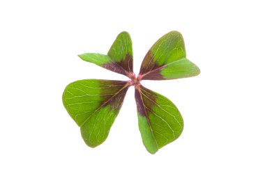 dört yapraklı yonca 