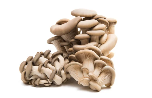 Funghi ostrica fungo — Foto Stock