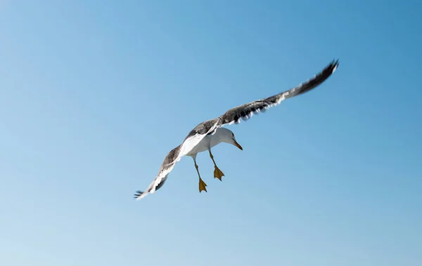 漂浮在蓝天上的海鸥 — 图库照片