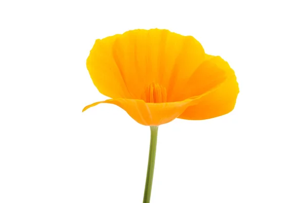 Flor Amapola Californiana Aislada Sobre Fondo Blanco — Foto de Stock