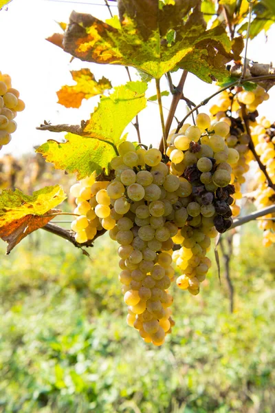 Grappoli d'uva in una giornata di sole — Foto Stock