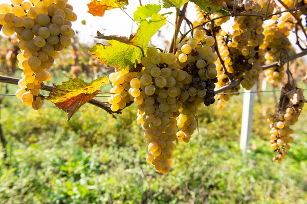 Grappoli d'uva in una giornata di sole — Foto Stock