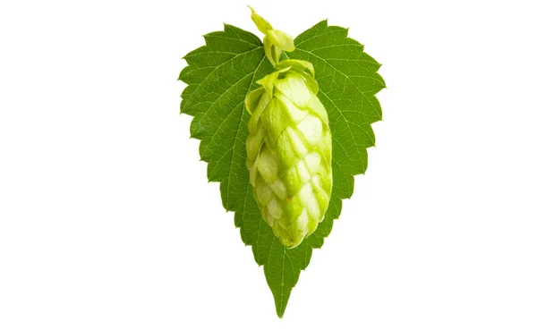 Hop cones isolated — Stock Photo, Image