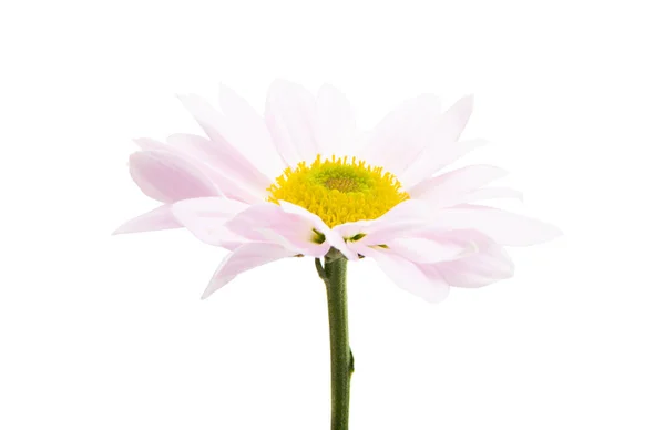 Pink chrysanthemum isolated — Stock Photo, Image