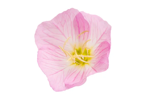 Oenothera speciosa isolated — Stock Photo, Image