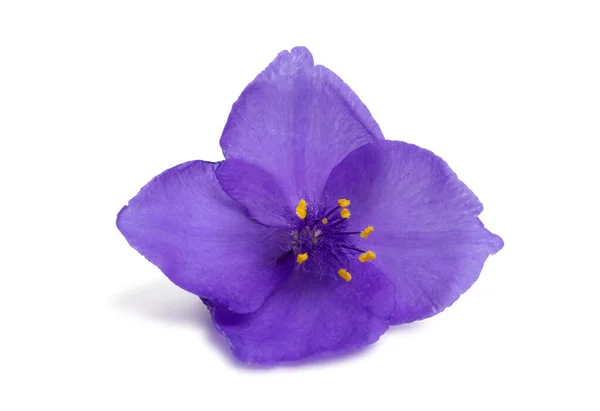 Tradescantia isolerad — Stockfoto