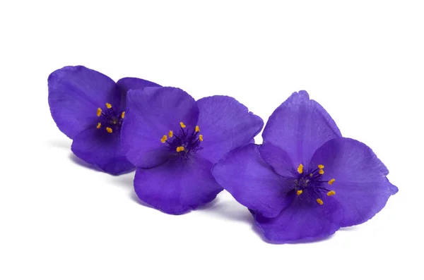 Tradescantia isolated — Stock Photo, Image