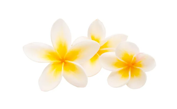 Frangipani isolé — Photo