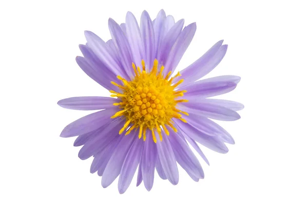 Aster isolado — Fotografia de Stock