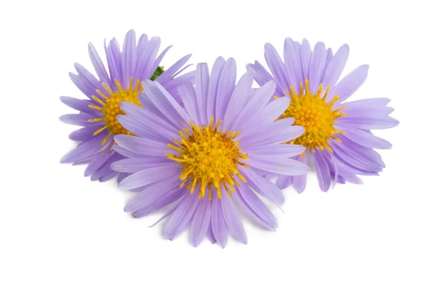 Aster isolated — Stock Photo, Image