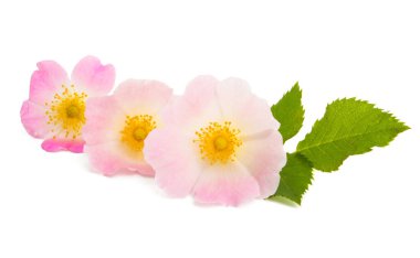 gül çiçeği yalıtılmış 