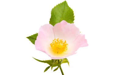 gül çiçeği yalıtılmış 