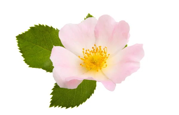 Rose musquée fleur isolée — Photo
