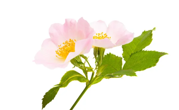 Flor de rosa mosqueta aislada —  Fotos de Stock
