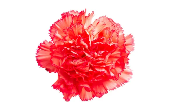 Carnation flower isolated — Stock Photo, Image