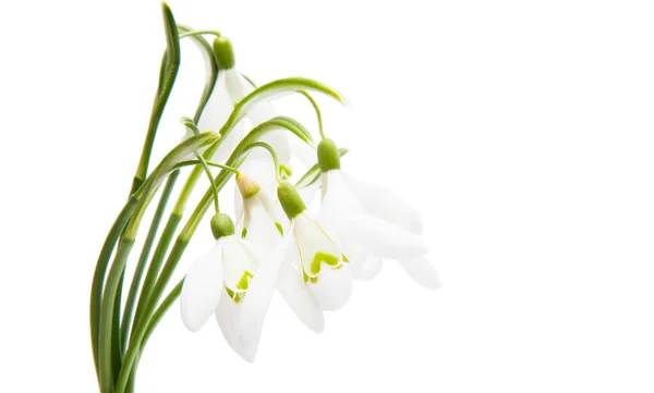Snowdrop bouquet — Stock Photo, Image