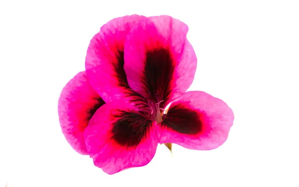 Fiore di geranio isolato — Foto Stock