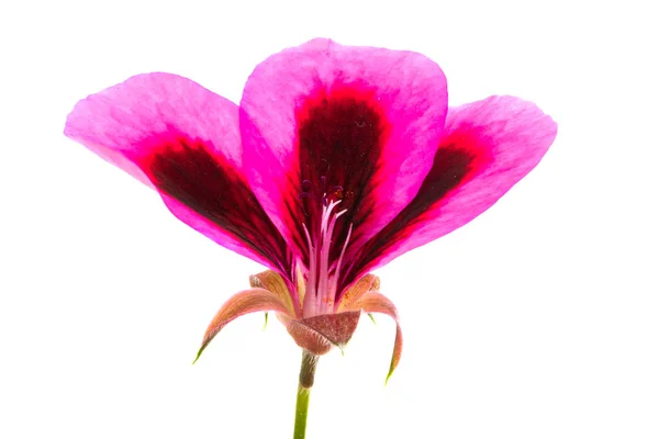 Flor de gerânio isolada — Fotografia de Stock