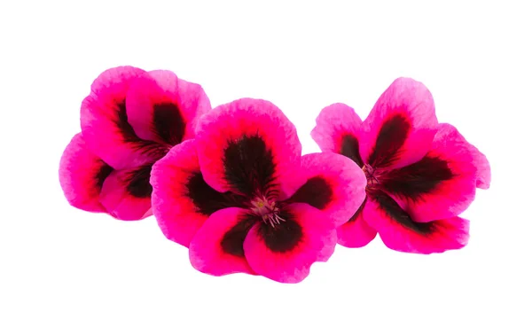 Izolowany kwiat geranium — Zdjęcie stockowe