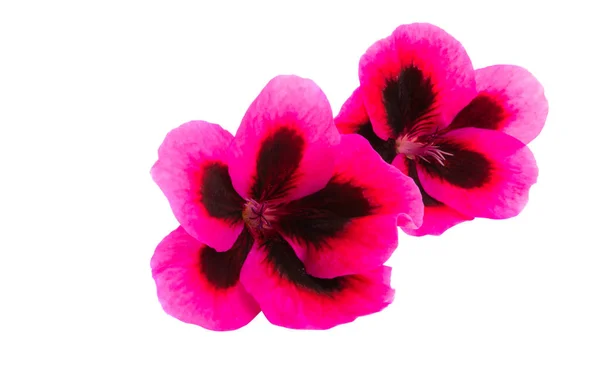 Sardunya çiçeği yalıtılmış — Stok fotoğraf