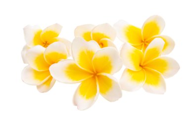 frangipani izole
