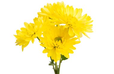 Sarı krizantem 
