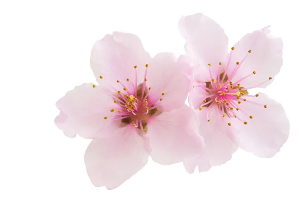 Sakura flowers isolated — Stock Photo, Image