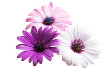 Osteosperumum Çiçek Papatyası Beyaz Arkaplanda İzole Edildi. 